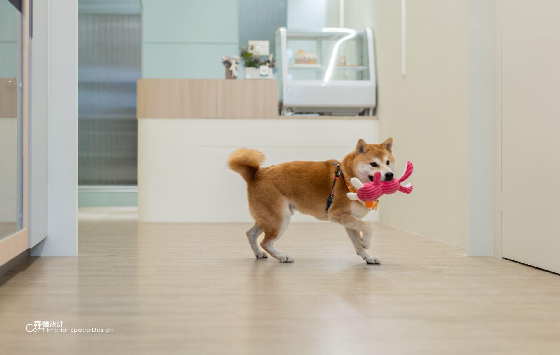 壓耳狗狗寵物專門店 Yargo Pet